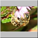 Halictus tumulorum - Furchenbiene w02d 6-7mm auf Heide - Sandgrube Niedringhaussee.jpg